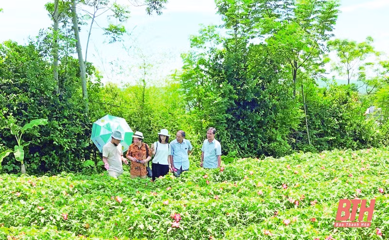 清化省大力开发各种农特产品 助力提高当地农民的收入水平 ảnh 1 清化省大力开发各种农特产品 助力提高当地农民的收入水平 ảnh 1