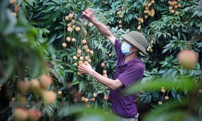 北江省有效发挥农产品地理标志保护认证的作用 ảnh 1 北江省有效发挥农产品地理标志保护认证的作用 ảnh 1