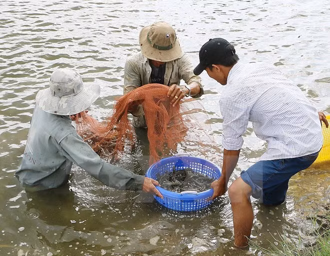 越南加大水产养殖中的抗生素、禁用药物控管力度 ảnh 1 越南加大水产养殖中的抗生素、禁用药物控管力度 ảnh 1
