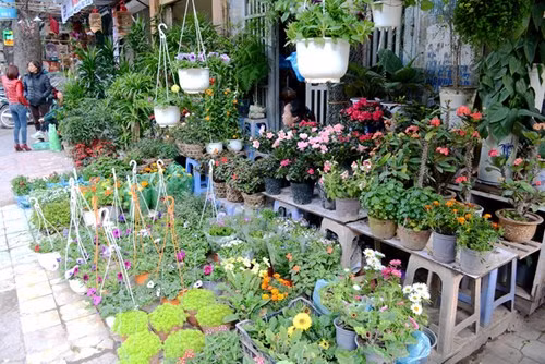 河内春节期间不能错过的四大集市 ảnh 4 河内春节期间不能错过的四大集市 ảnh 4
