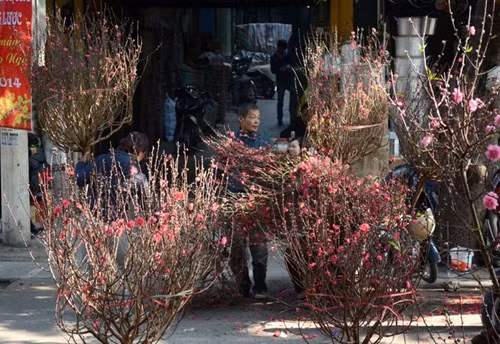 河内春节期间不能错过的四大集市 ảnh 8 河内春节期间不能错过的四大集市 ảnh 8
