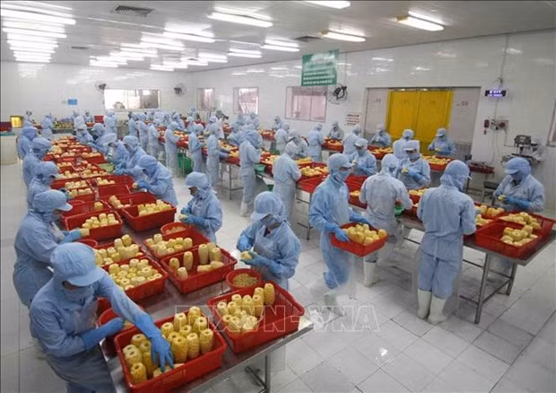 RCEP协定:越南农产品向全球价值链攀升的良机 ảnh 1 RCEP协定:越南农产品向全球价值链攀升的良机 ảnh 1