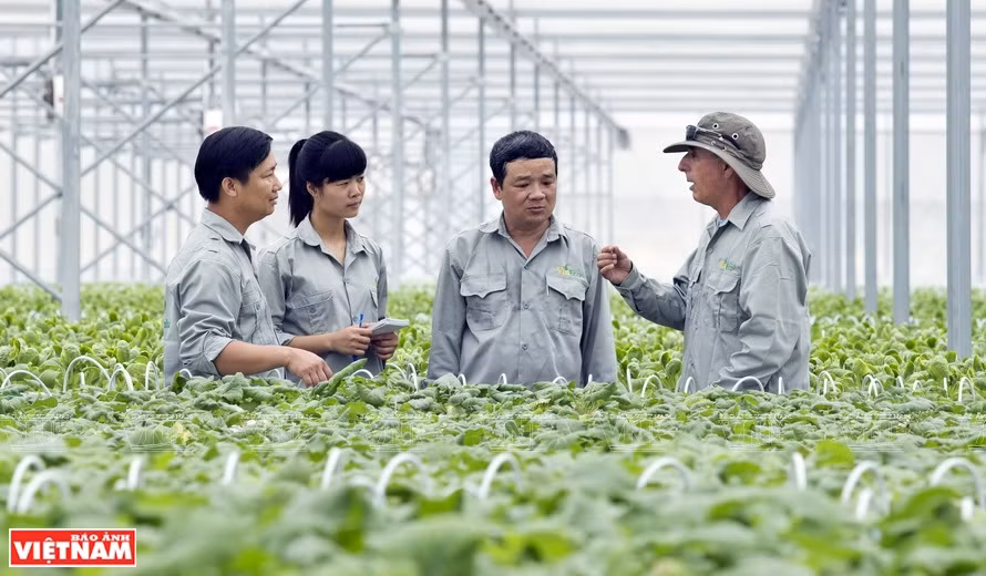 VinEco高科技菜园 ảnh 1 VinEco高科技菜园 ảnh 1