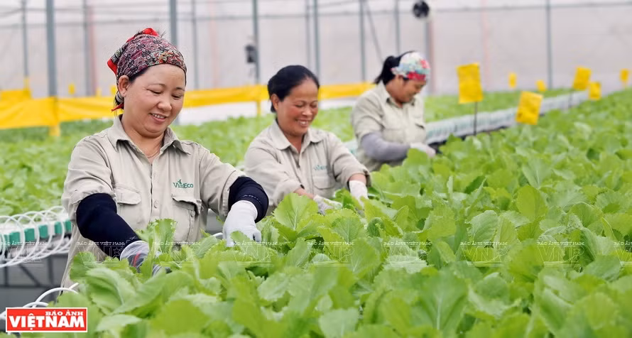 VinEco高科技菜园 ảnh 2 VinEco高科技菜园 ảnh 2
