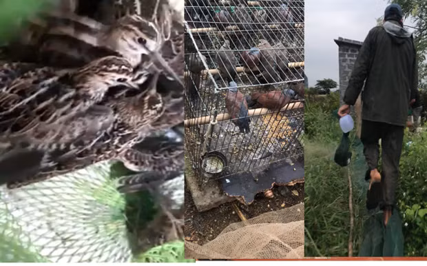 坚决防止候鸟毁灭性猎捕行为 切实维护生物多样性 ảnh 2 坚决防止候鸟毁灭性猎捕行为 切实维护生物多样性 ảnh 2