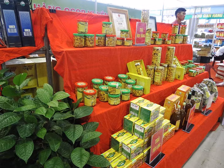 金花茶种植给广宁省巴节县同胞带来利益 ảnh 1 金花茶种植给广宁省巴节县同胞带来利益 ảnh 1