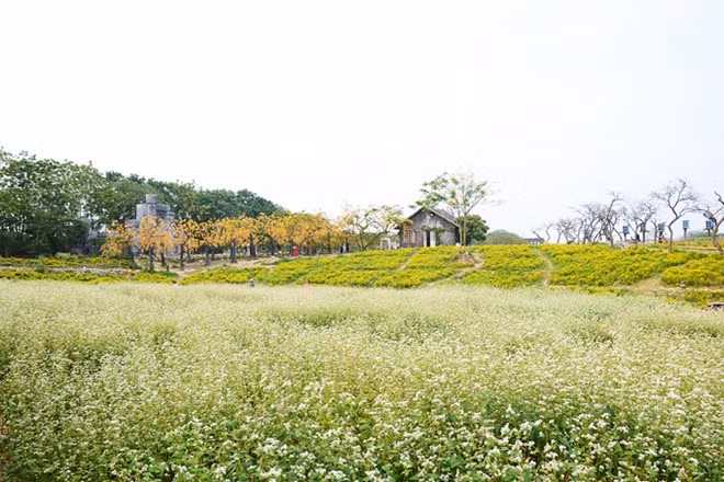 在首都河内欣赏荞麦花（组图） ảnh 1