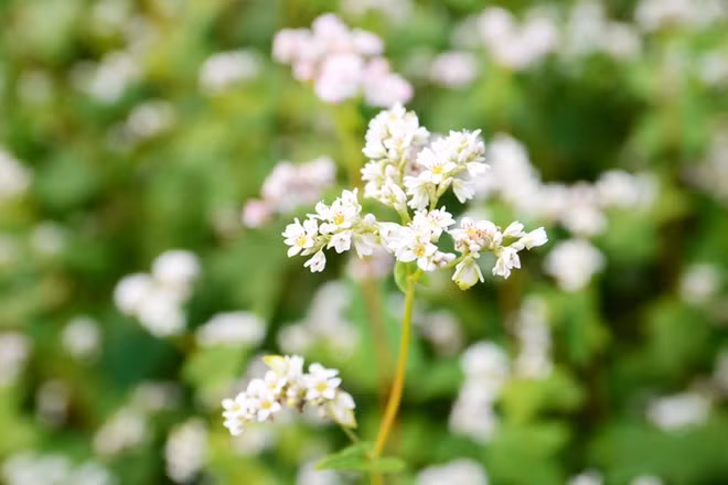 在首都河内欣赏荞麦花（组图） ảnh 3
