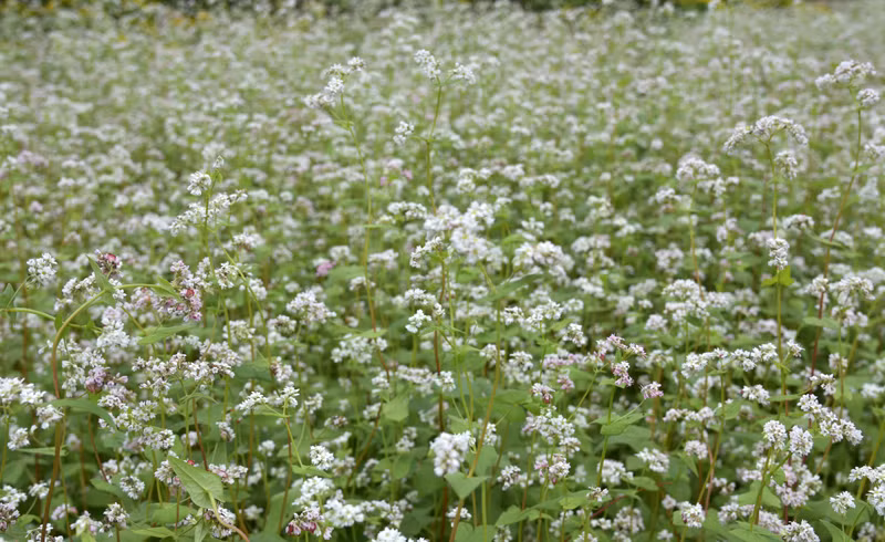 在首都河内欣赏荞麦花（组图） ảnh 4