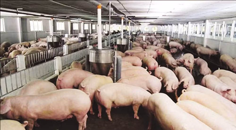 中国为越南肉猪打开国门 ảnh 1 中国为越南肉猪打开国门 ảnh 1