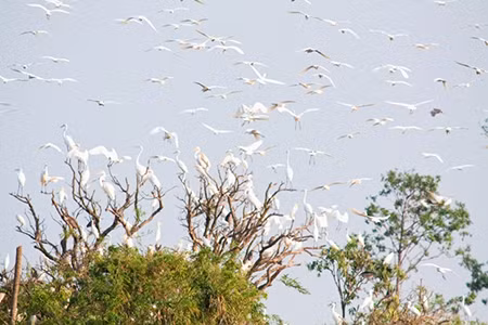 海阳省拨出近两万美元投入白鹭岛风景区生态保护基础设施 ảnh 1 海阳省拨出近两万美元投入白鹭岛风景区生态保护基础设施 ảnh 1