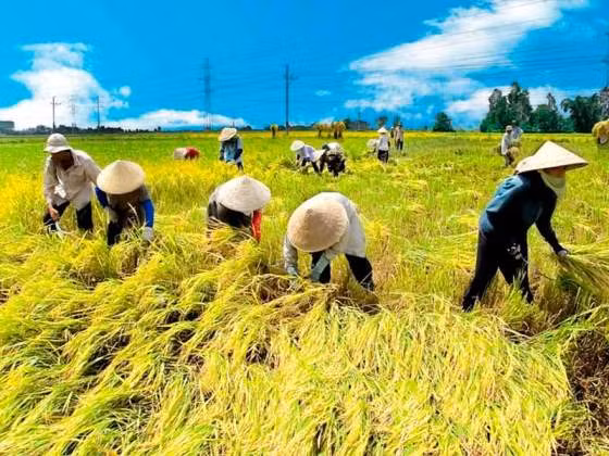 为越南加入TPP后实现九龙江平原地区稳步发展做好准备 ảnh 2