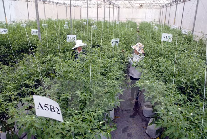 越南农业部门同步展开措施 为融入世界经济做好准备 ảnh 1 越南农业部门同步展开措施 为融入世界经济做好准备 ảnh 1