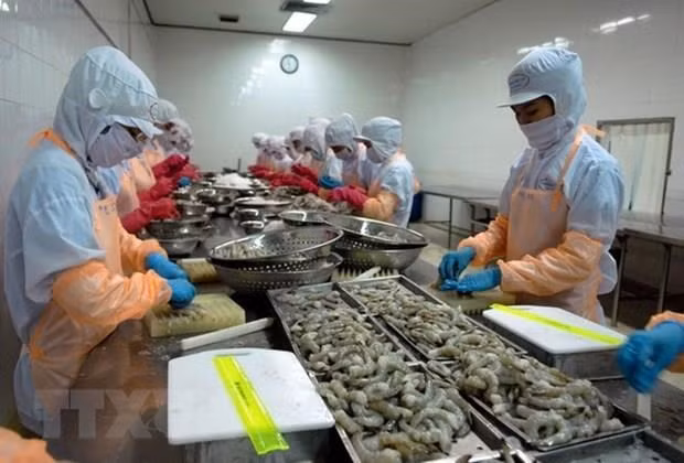 为越南虾类产品出口敞开大门 ảnh 1 为越南虾类产品出口敞开大门 ảnh 1