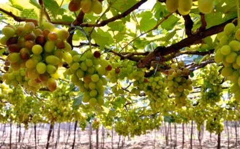 2019年宁顺葡萄和葡萄酒节将吸引大量游客 ảnh 1 2019年宁顺葡萄和葡萄酒节将吸引大量游客 ảnh 1