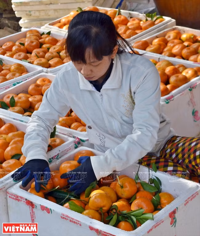 莱翁红橘王国 ảnh 12 莱翁红橘王国 ảnh 12