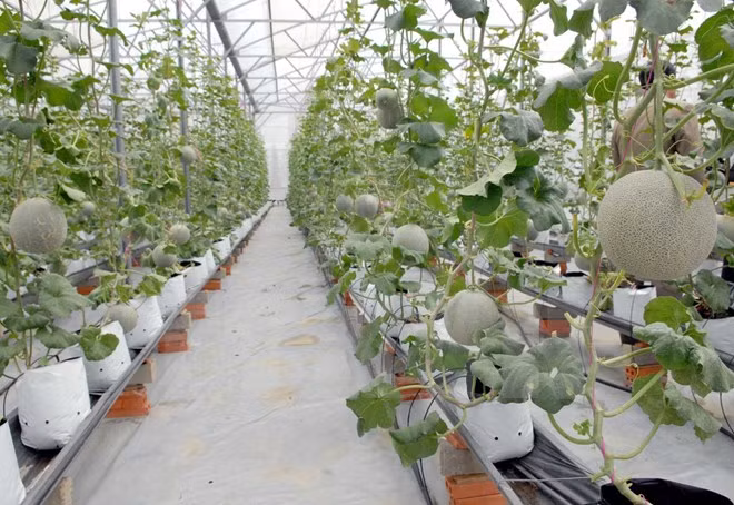 比利时专家:高新技术有助于提升越南农产品附加值 ảnh 3 比利时专家:高新技术有助于提升越南农产品附加值 ảnh 3