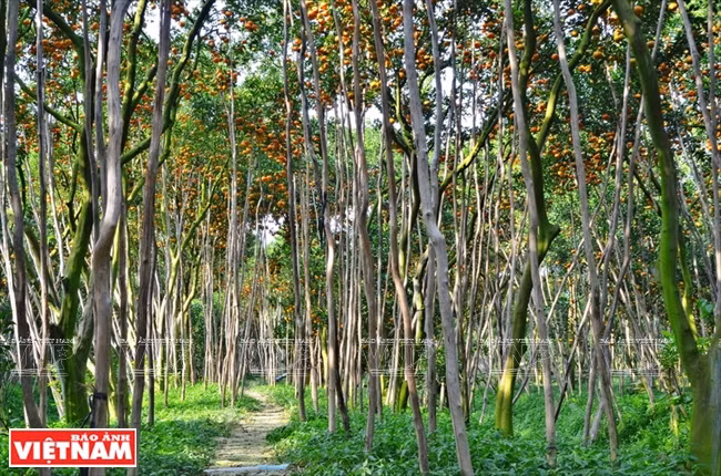 莱翁红橘王国 ảnh 2 莱翁红橘王国 ảnh 2