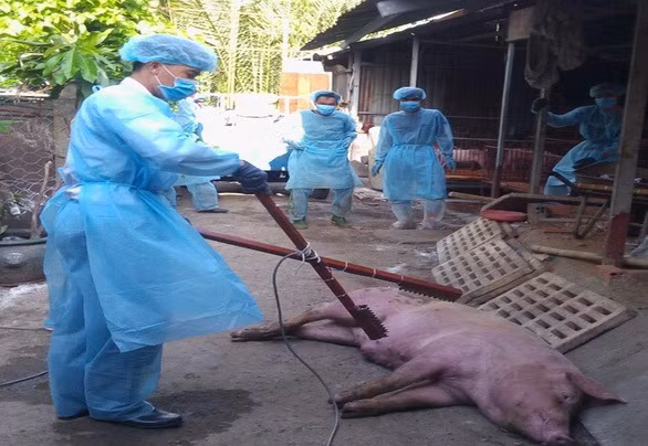胡志明市出现首个非洲猪瘟疫区 ảnh 1 胡志明市出现首个非洲猪瘟疫区 ảnh 1
