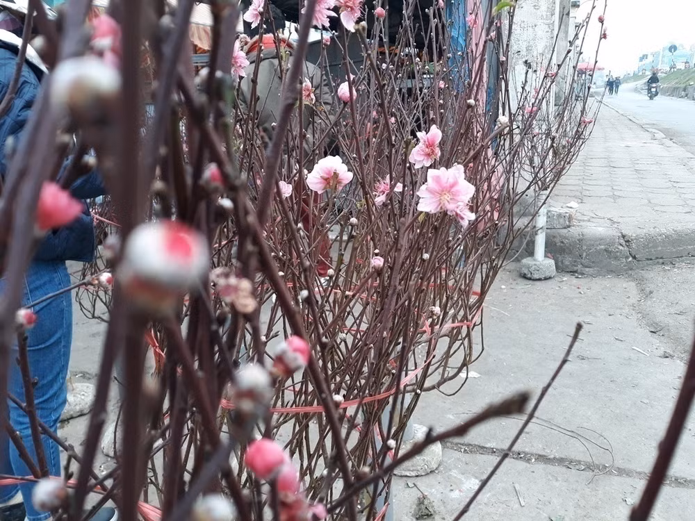 河内市部分集市出现桃花的身影 ảnh 1 河内市部分集市出现桃花的身影 ảnh 1