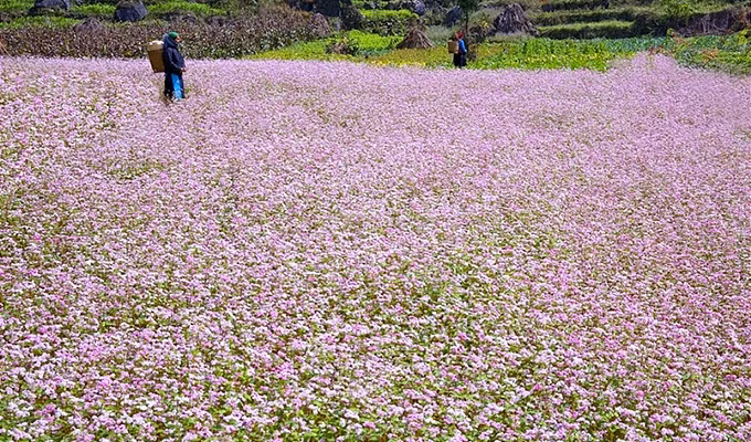 越南河江省漫山遍野的荞麦花 ảnh 1