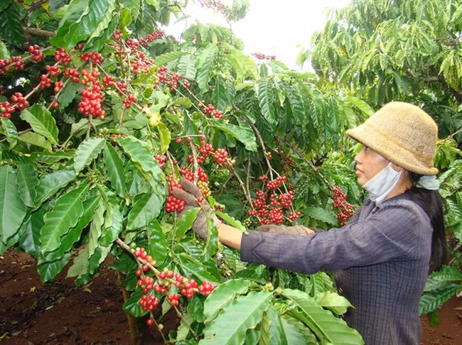 越南经加工咖啡出口呈现新亮点 ảnh 1 越南经加工咖啡出口呈现新亮点 ảnh 1