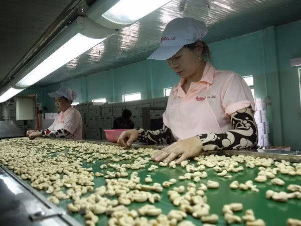 2018年越南腰果出口额减速放缓 ảnh 2 2018年越南腰果出口额减速放缓 ảnh 2