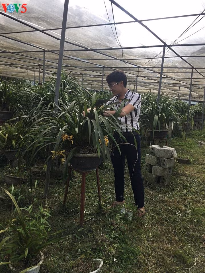 佐肥乡居民靠种植大花蕙兰脱了贫 ảnh 1 佐肥乡居民靠种植大花蕙兰脱了贫 ảnh 1