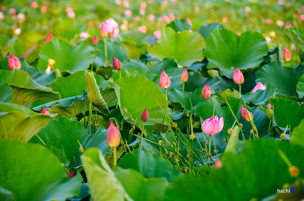 莲花给人一种美的享受，让人赏心悦目 ảnh 5