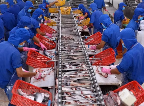 VASEP:越南应加强对出口到中国的查鱼产品质量的监管 ảnh 1 VASEP:越南应加强对出口到中国的查鱼产品质量的监管 ảnh 1