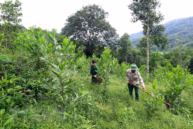 全国补植林地面积为5.6952万公顷 ảnh 1