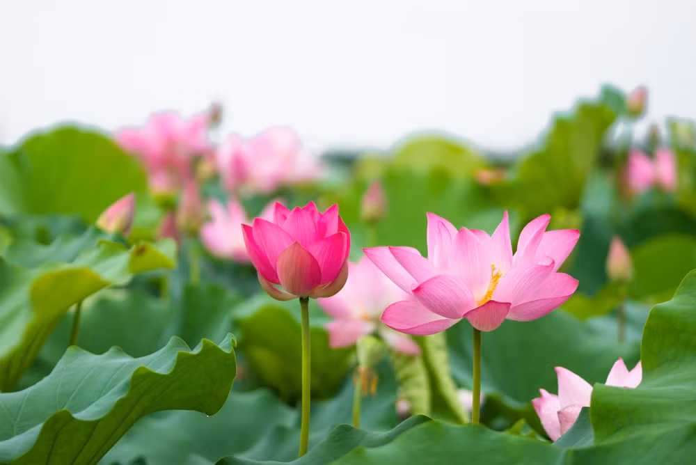 莲花给人一种美的享受，让人赏心悦目 ảnh 1