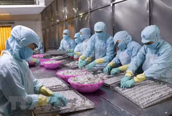 中国可成为越南最大水产品进口国 ảnh 1