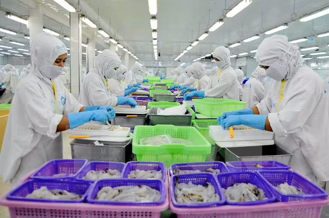 今年下半年越南虾类出口将面临许多困难 ảnh 1 今年下半年越南虾类出口将面临许多困难 ảnh 1