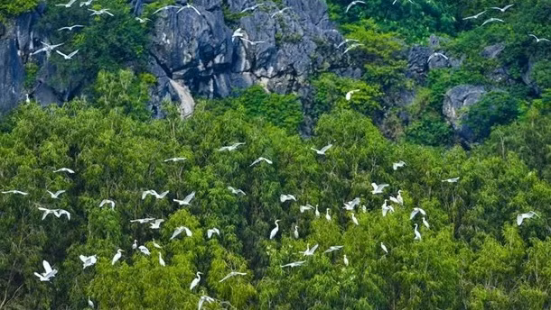 加强国际合作 促进生物多样性 ảnh 2 加强国际合作 促进生物多样性 ảnh 2
