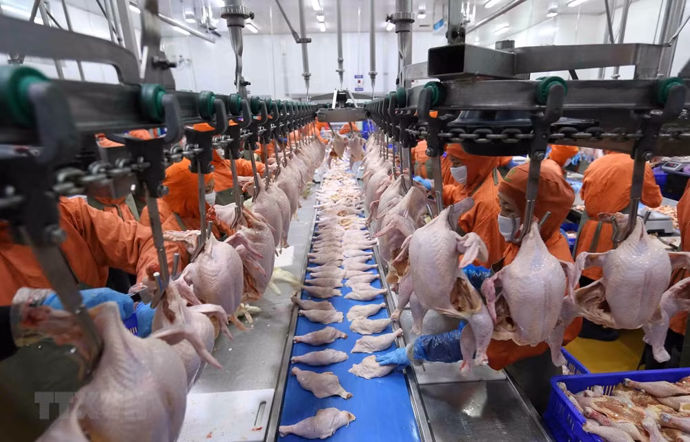 越南为鸡肉销往俄罗斯创造有利条件 ảnh 1