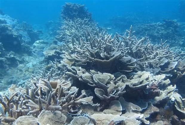 宁顺省主山国家公园着力保护和发挥生物多样性 ảnh 2 宁顺省主山国家公园着力保护和发挥生物多样性 ảnh 2