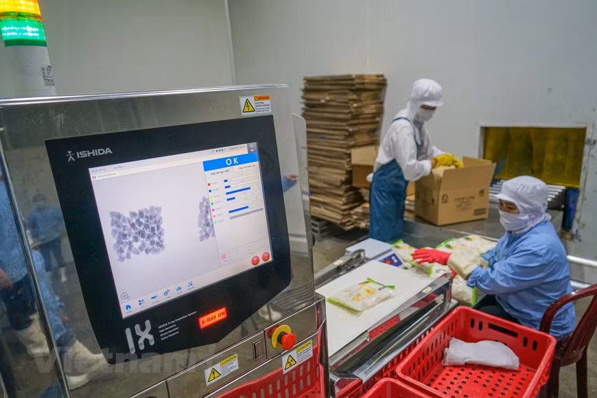 组图：同交农场的菠萝加工出口流程的情景 ảnh 12