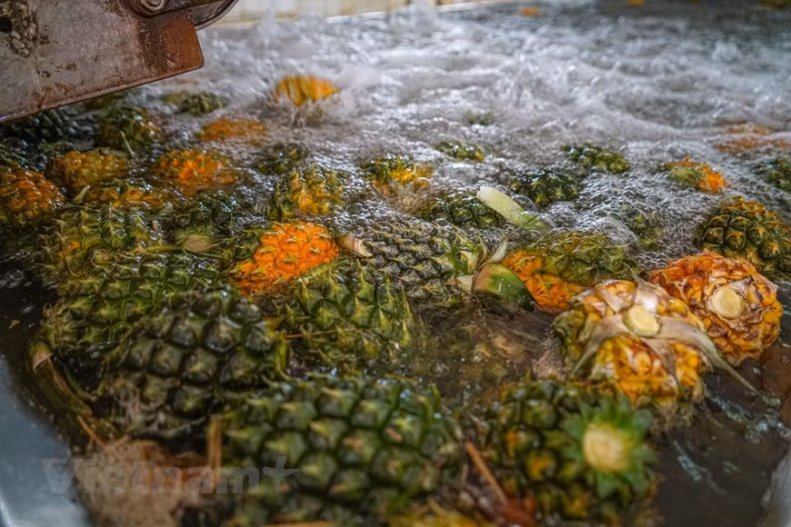 组图：同交农场的菠萝加工出口流程的情景 ảnh 4