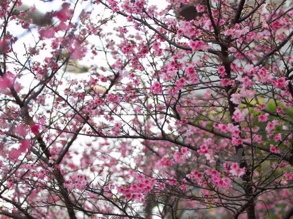 日本樱花节首次在胡志明市举行 ảnh 1 日本樱花节首次在胡志明市举行 ảnh 1