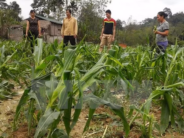 越南宣光省遭冰雹袭击损失严重 ảnh 2 越南宣光省遭冰雹袭击损失严重 ảnh 2