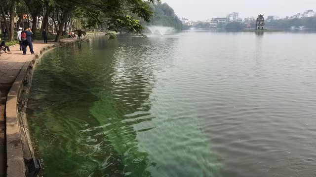 河内市在还剑湖重放绿藻 ảnh 1 河内市在还剑湖重放绿藻 ảnh 1