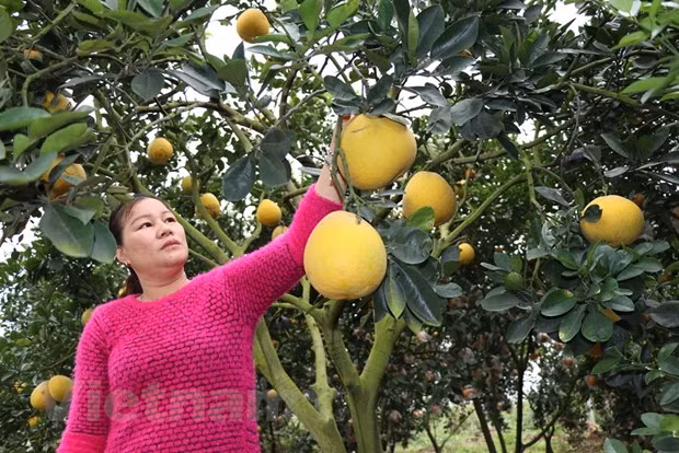 越南农业解决瓶颈 振翅飞翔 ảnh 3 越南农业解决瓶颈 振翅飞翔 ảnh 3
