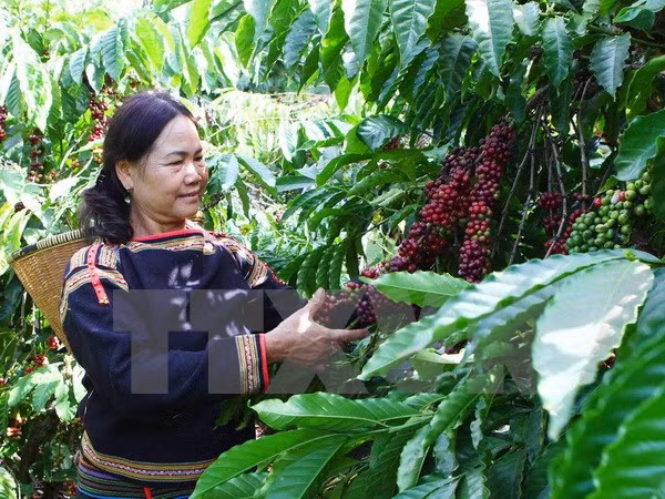 中央财政加大对西原地区投入 ảnh 1 中央财政加大对西原地区投入 ảnh 1