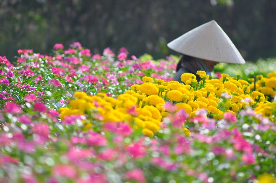 同塔省沙沥花村百花绽放 使春意更浓，春色更娇 ảnh 4