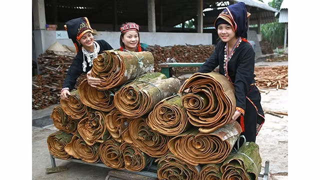 安沛省大力发展肉桂种植 带动农民增收致富 ảnh 1