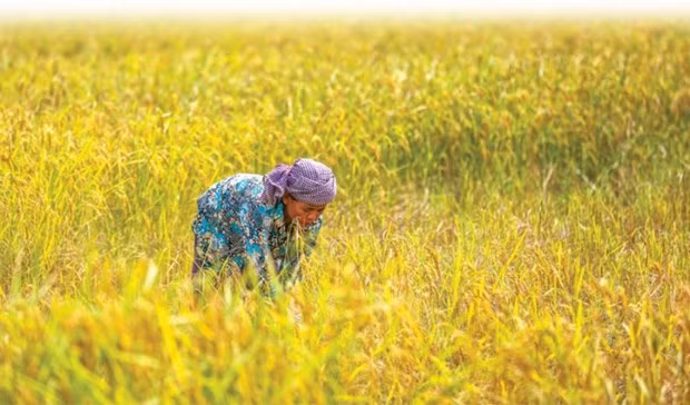 2019年柬埔寨大米对中国出口量增长了46% ảnh 1 2019年柬埔寨大米对中国出口量增长了46% ảnh 1