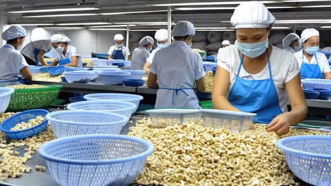 2019年越南腰果果仁出口量和未加工腰果进口量均创下新纪录 ảnh 1 2019年越南腰果果仁出口量和未加工腰果进口量均创下新纪录 ảnh 1
