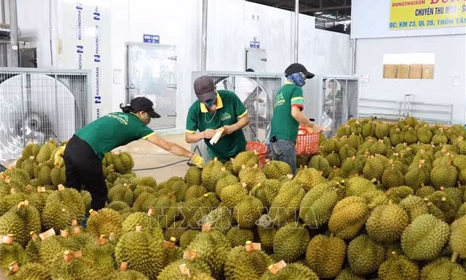 越南热带水果节在中国天津举行 ảnh 1
