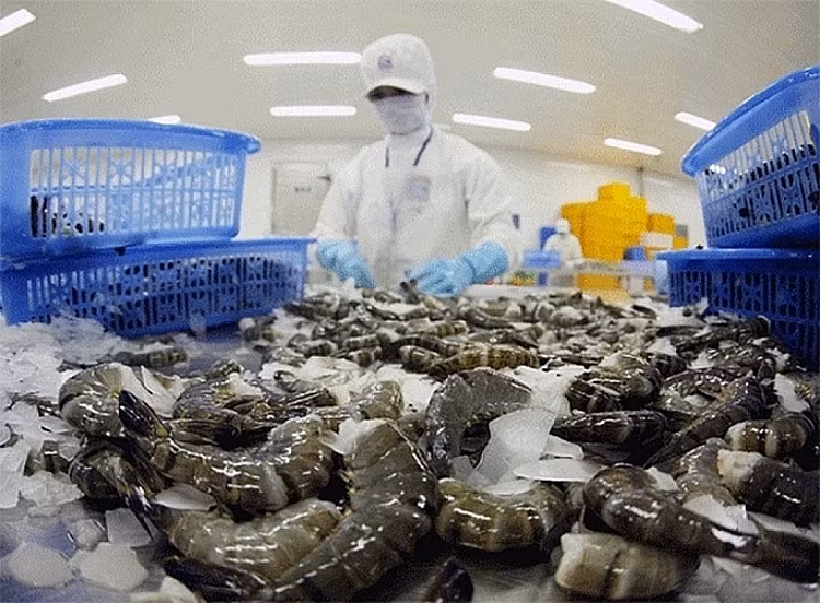 越南黑虎虾深受日本市场的青睐 ảnh 1 越南黑虎虾深受日本市场的青睐 ảnh 1